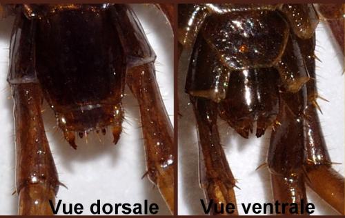 Lithobius forficatus