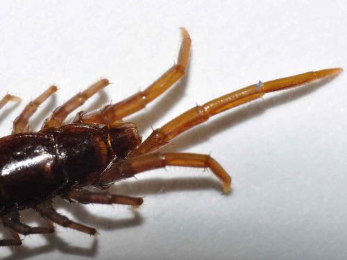 Lithobius forficatus