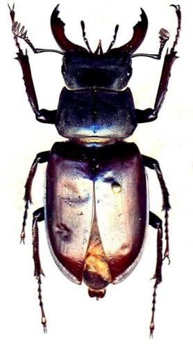 Lucanus cervus