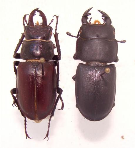 Lucanus cervus