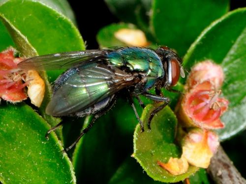 Lucilia sp.