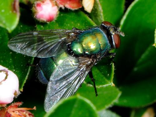 Lucilia sp.