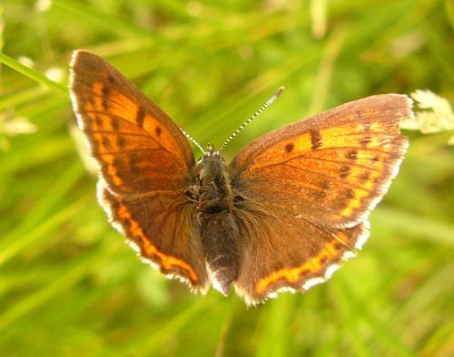 Réf. 71 577 : Lycaena hippothoe