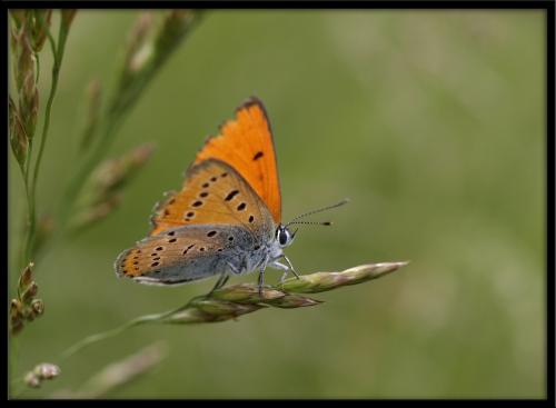 Lycaena dispar