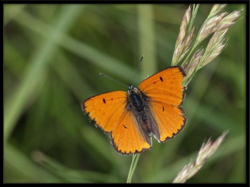 Lycaena dispar
