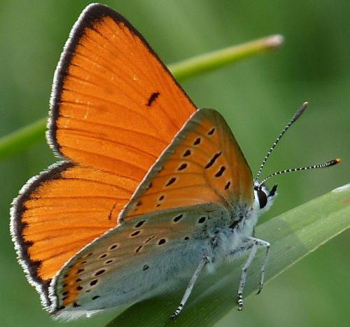 Lycaena dispar