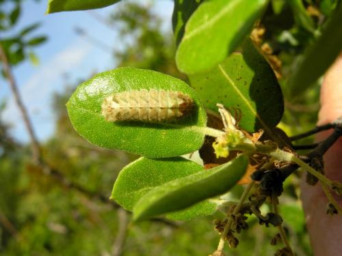 Réf. 71 297 : Favonius quercus