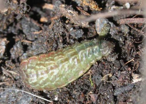 Réf. 71 075 : Aricia morronensis