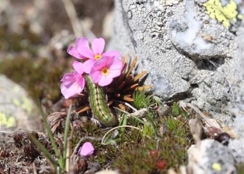 Réf. 71 056 : Plebejus glandon