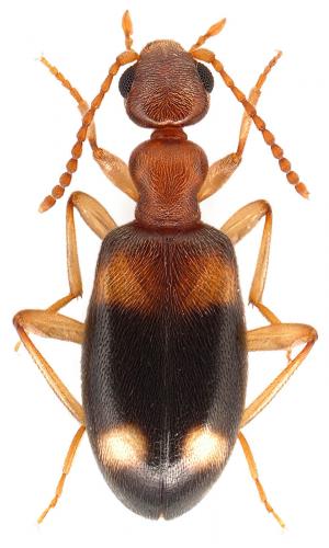 Réf. 71 426 : Stricticollis tobias