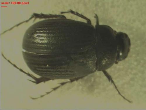 Maladera holosericea