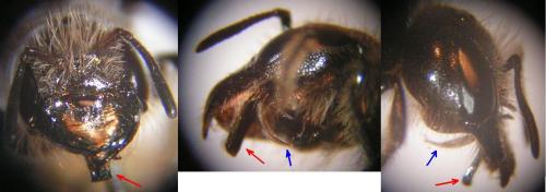 Chelostoma florisomne