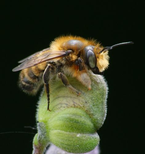 Megachile willughbiella