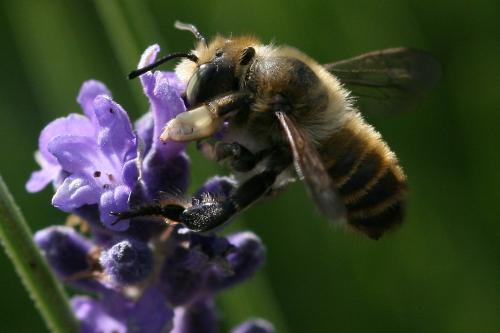 Réf. 71 925 : Megachile maritima