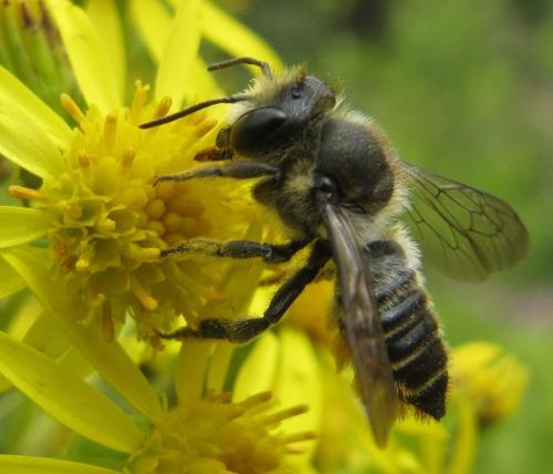 Réf. 71 888 : Megachile centuncularis