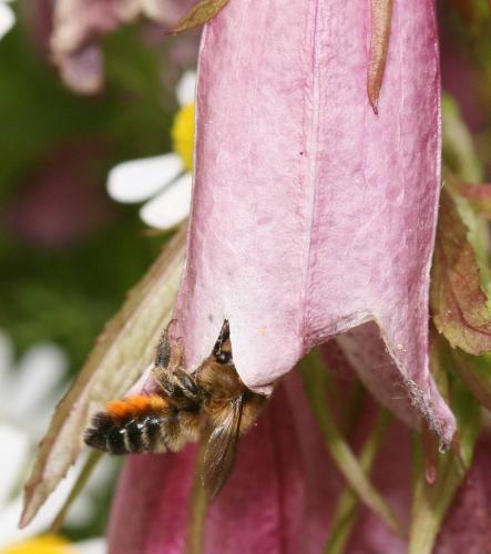 Megachile sp.