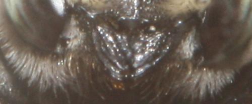 Megachile sp.