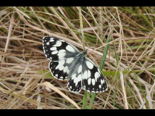 Melanargia galathea