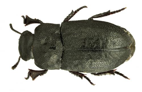 Melanimon tibiale