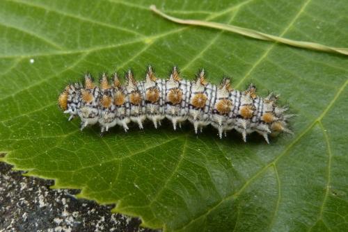 Melitaea didyma