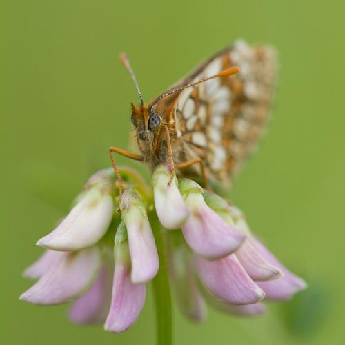 Melitaea sp.