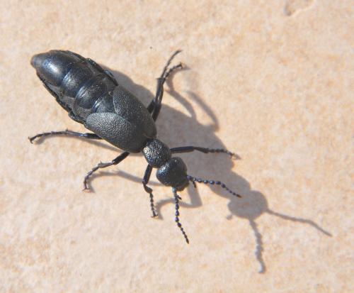 Meloe proscarabaeus