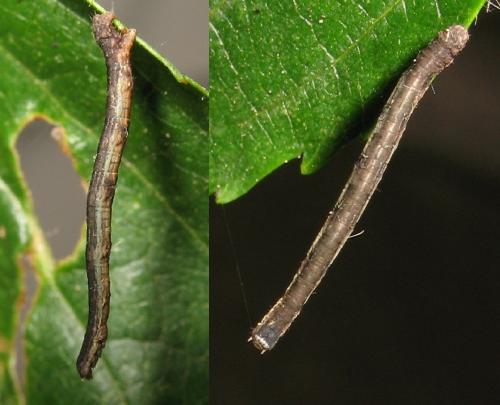 Menophra abruptaria