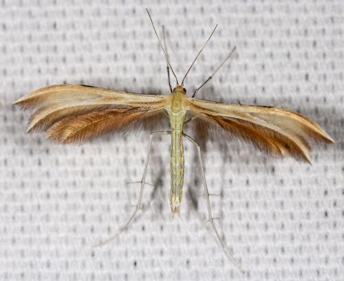 Réf. 71 703 : Merrifieldia baliodactylus