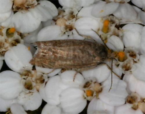 Réf. 71 587 : Dichrorampha sp.
