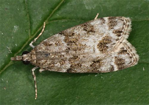 Réf. 71 840 : Eudonia sp.