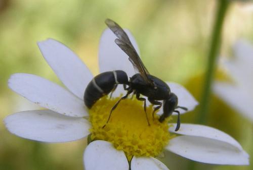 Réf. 71 366 : Microdynerus sp.