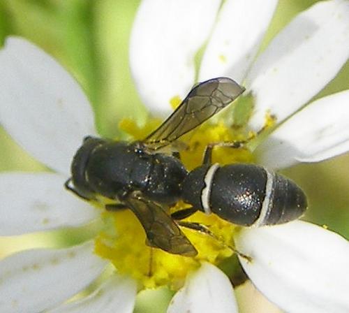 Réf. 71 367 : Microdynerus sp.