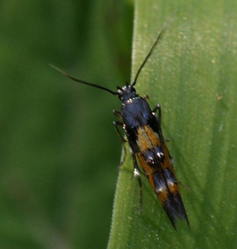 Chrysoclista lathamella