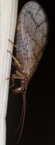 Micromus angulatus