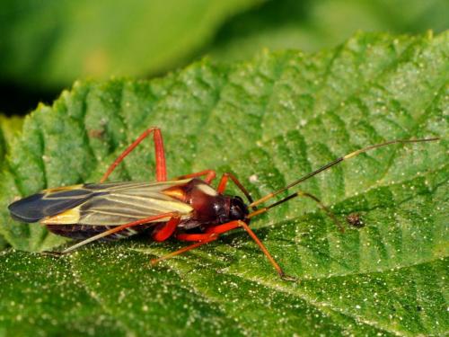 Miris striatus