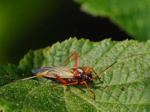 Miris striatus
