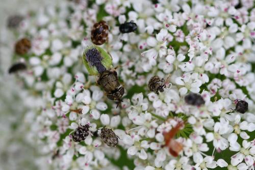 Oplodontha viridula