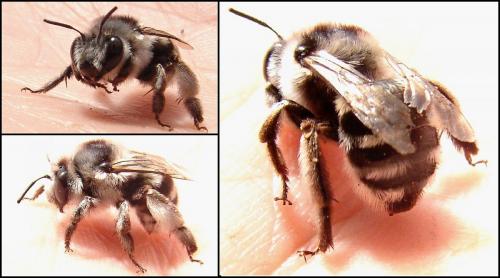 Anthophora atroalba