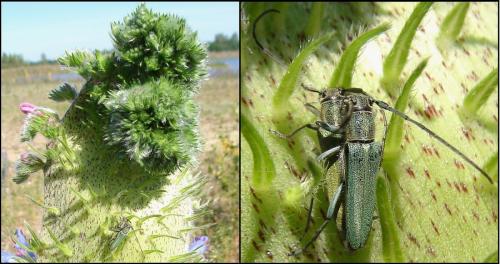 Opsilia coerulescens