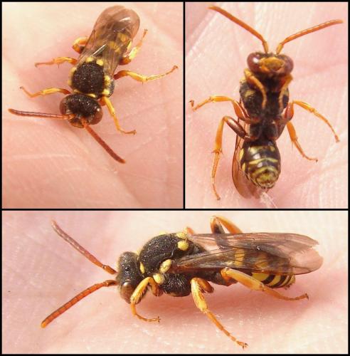 Nomada fulvicornis