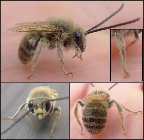 Eucera clypeata