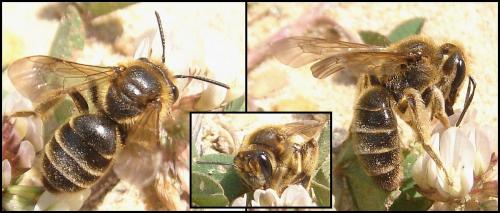 Andrena sp.