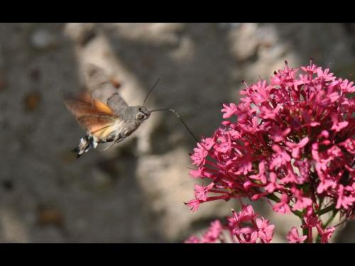 Macroglossum stellatarum