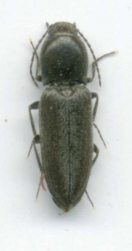 Réf. 71 868 : Cardiophorus sp.