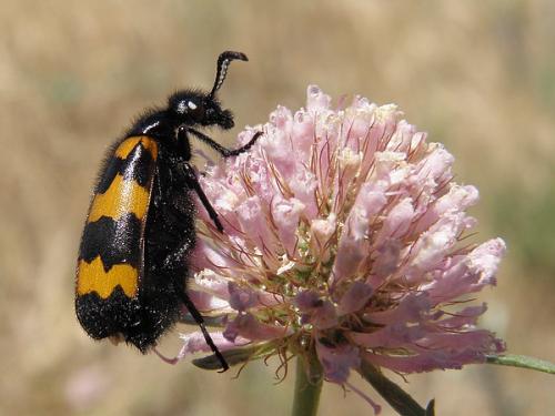 Réf. 71 413 : Mylabris variabilis