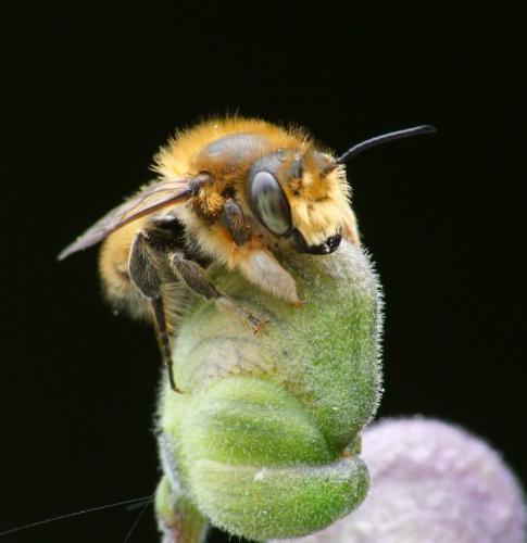 Megachile willughbiella