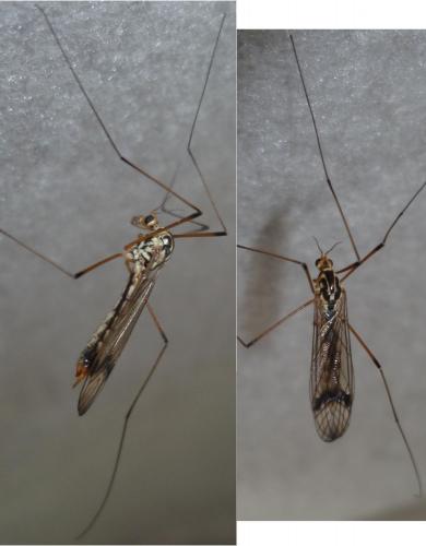 Nephrotoma quadrifaria