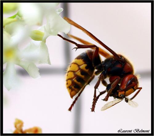 Vespa crabro