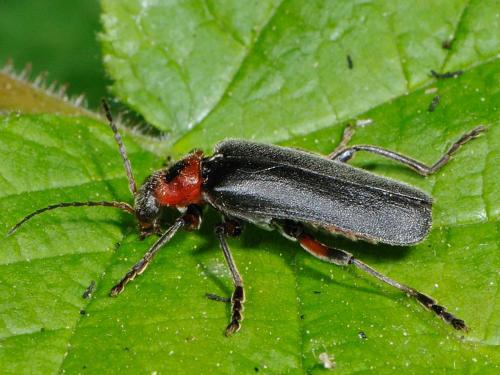 Réf. 71 636 : Cantharis rustica