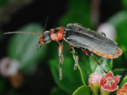 Réf. 71 635 : Cantharis rustica